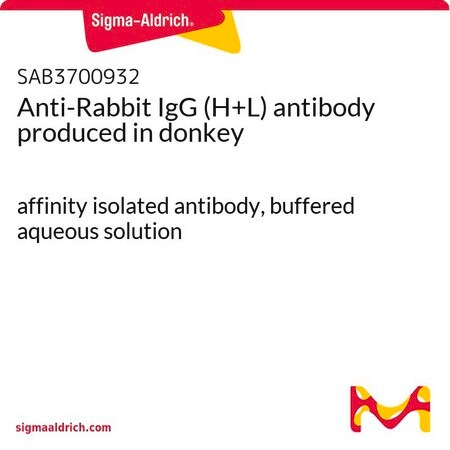 Merck Anti-Rabbit IgG (H+L) antibody produced in donkey