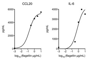 Merck FLAGELLIN FROM SALMONELLA TYPHIMURIUM