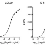 Merck FLAGELLIN FROM SALMONELLA TYPHIMURIUM