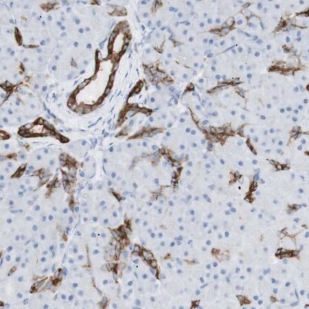Merck Anti-NDST4 antibody produced in rabbit