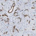 Merck Anti-NDST4 antibody produced in rabbit