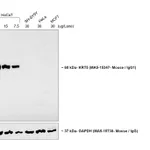 Thermo Fisher Scientific Goat anti-Mouse IgG1 Cross-Adsorbed Secondary Antibody, HRP