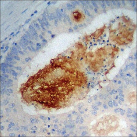 Merck Anti-phospho-p38 MAPK (pTyr322) antibody produced in rabbit