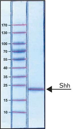 Merck Sonic Hedgehog Peptide from mouse