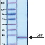 Merck Sonic Hedgehog Peptide from mouse