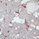 Merck MONOCLONAL ANTI-COLLAGEN, TYPE X ANTIBO&