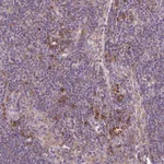 Merck Anti-RPL13 antibody produced in rabbit