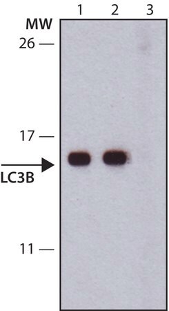 Merck Anti-LC3B antibody, Mouse monoclonal