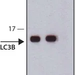 Merck Anti-LC3B antibody, Mouse monoclonal