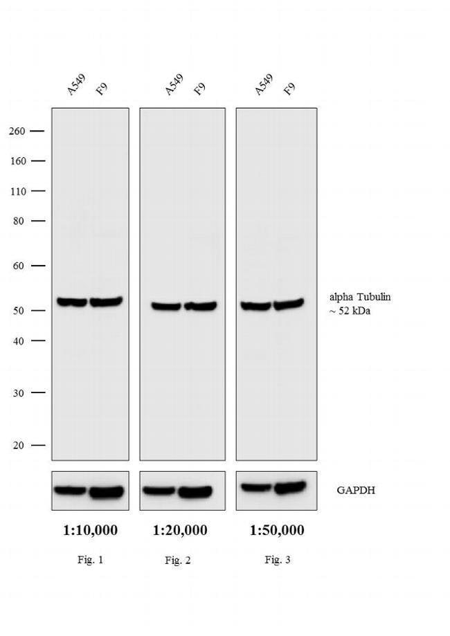 Thermo Fisher Scientific Goat anti-Rat IgG (H+L) Secondary Antibody, Biotin