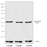 Thermo Fisher Scientific Goat anti-Rat IgG (H+L) Secondary Antibody, Biotin