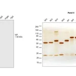 Thermo Fisher Scientific F(ab`)2-Goat anti-Human IgA Secondary Antibody