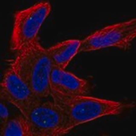 Merck Anti-UNC80 antibody produced in rabbit