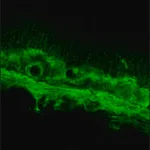Merck Anti-Opsin antibody, Mouse monoclonal