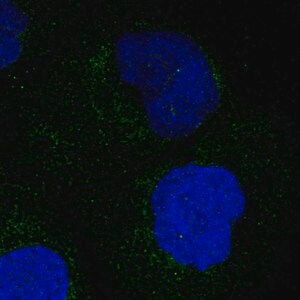 Merck ANTI-MARC1