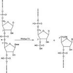 Merck RIBONUCLEASE T1 FROM ASPERGILLUS ORYZAE
