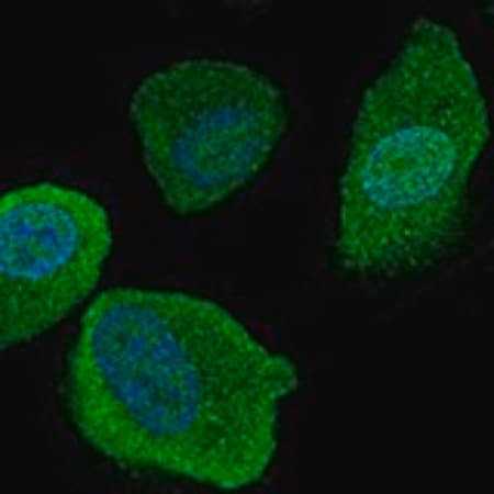 Merck Anti-SLCO4C1 antibody produced in rabbit
