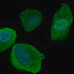 Merck Anti-SLCO4C1 antibody produced in rabbit