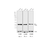 Thermo Fisher Scientific Rabbit anti-Mouse IgG (H+L) Secondary Antibody, AP