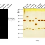 Thermo Fisher Scientific Goat anti-Chicken IgY (H+L) Cross-Adsorbed Secondary Antibody, Alexa Fluor Plus 594