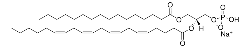 Merck 16:0-20:4 PA