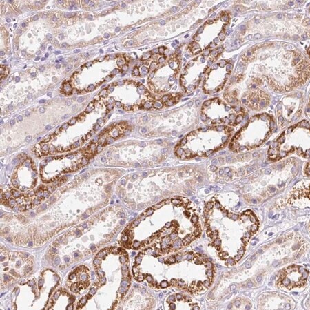 Merck Anti-PMAIP1 antibody produced in rabbit