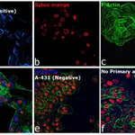 Thermo Fisher Scientific Goat anti-Rabbit IgG (H+L) Cross-Adsorbed Secondary Antibody, Alexa Fluor 350