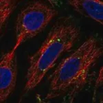 Merck Anti-DNAJC5 antibody produced in rabbit