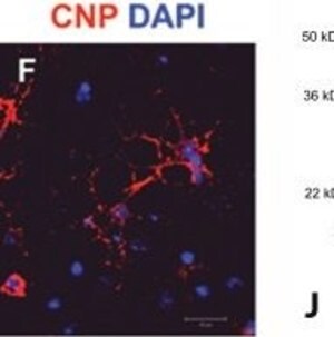 Merck MONOCLONAL ANTI-CNPASE, CLONE 11-5B