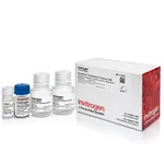Thermo Fisher Scientific Dynabeads FlowComp Human CD8 Kit