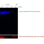 Thermo Fisher Scientific Rabbit anti-Sheep IgG (H+L) Cross-Adsorbed Secondary Antibody, DyLight 755