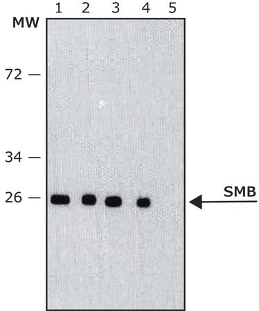 Merck Monoclonal Anti-SmB antibody produced in mouse