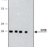 Merck Monoclonal Anti-SmB antibody produced in mouse