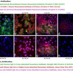 Thermo Fisher Scientific Goat anti-Human IgG Fc Cross-Adsorbed Secondary Antibody, DyLight 488