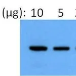 Thermo Fisher Scientific Goat anti-Rabbit IgG (H+L) Secondary Antibody, AP