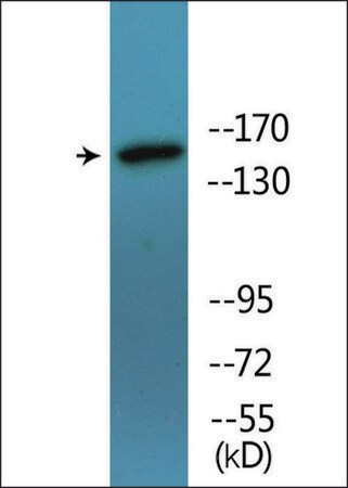 Merck Anti-phospho-SMC1 (pSer957) antibody produced in rabbit