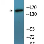 Merck Anti-phospho-SMC1 (pSer957) antibody produced in rabbit