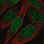 Merck Anti-KLHL11 antibody produced in rabbit