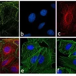 Thermo Fisher Scientific Goat anti-Rat IgG (H+L) Secondary Antibody, TRITC