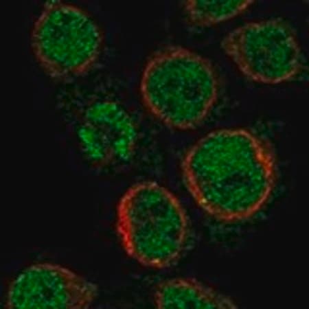Merck Anti-MS4A14 antibody produced in rabbit