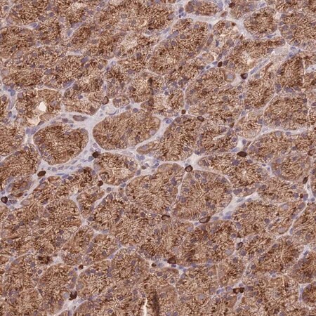 Merck Anti-SGSM3 antibody produced in rabbit
