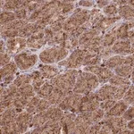 Merck Anti-SGSM3 antibody produced in rabbit