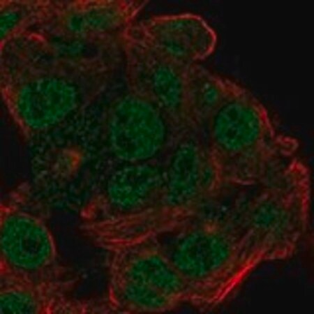 Merck Anti-EFCAB12 antibody produced in rabbit