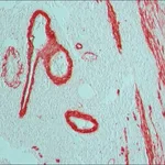 Merck GOAT ANTI-MOUSE IGG (FAB SPECIFIC)