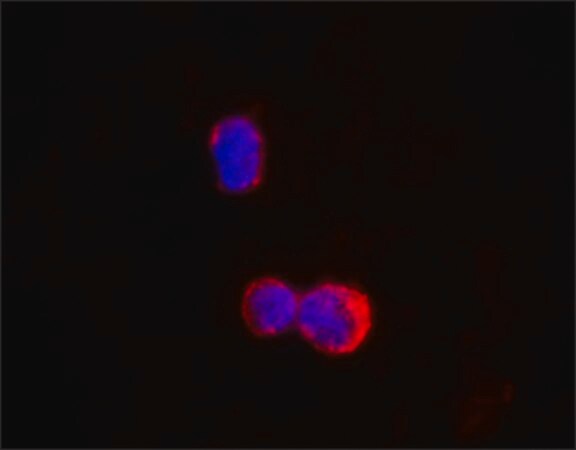 Merck Anti-IKZF1/IKAROS antibody, Mouse monoclonal