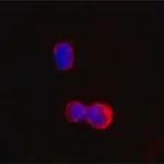 Merck Anti-IKZF1/IKAROS antibody, Mouse monoclonal