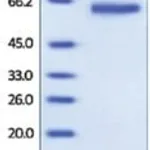 Merck GFRA1/GDNFRA,HUMAN