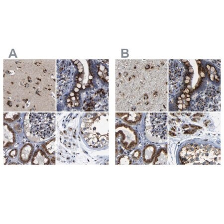 Merck Anti-TGOLN2 antibody produced in rabbit