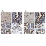 Merck Anti-TGOLN2 antibody produced in rabbit