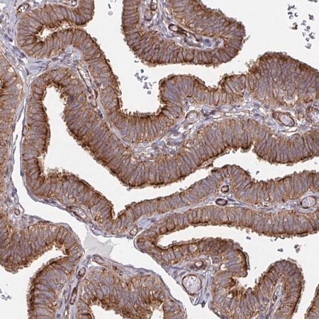 Merck Anti-DVL3 antibody produced in rabbit